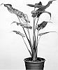 ALOCASIA%20PLANT%20NAMED%20%27ELSTLALU%27