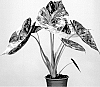 ALOCASIA%20PLANT%20NAMED%20%27ELSTCIRCU%27