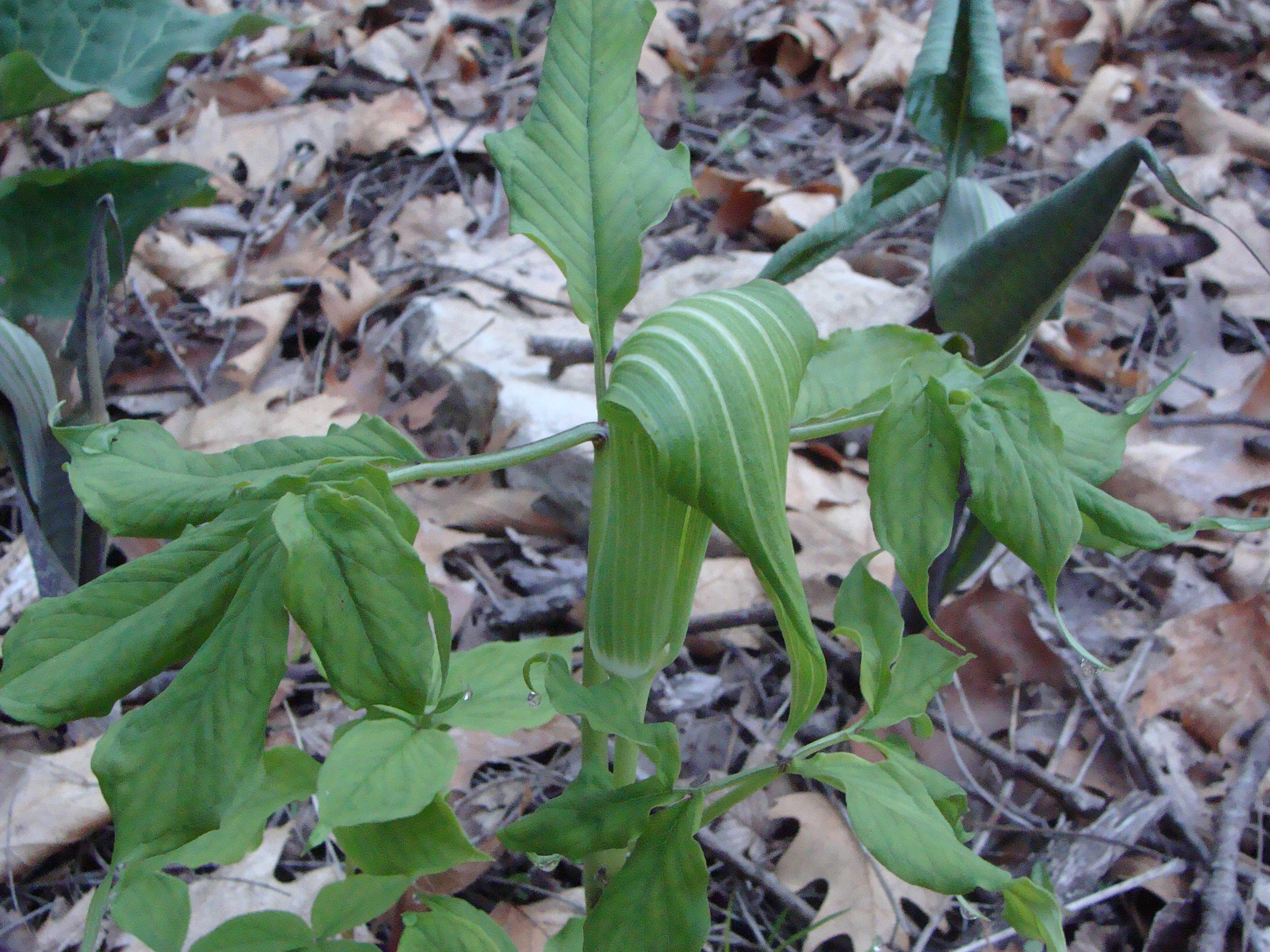 Arisaema tosaense4.2015.JPG