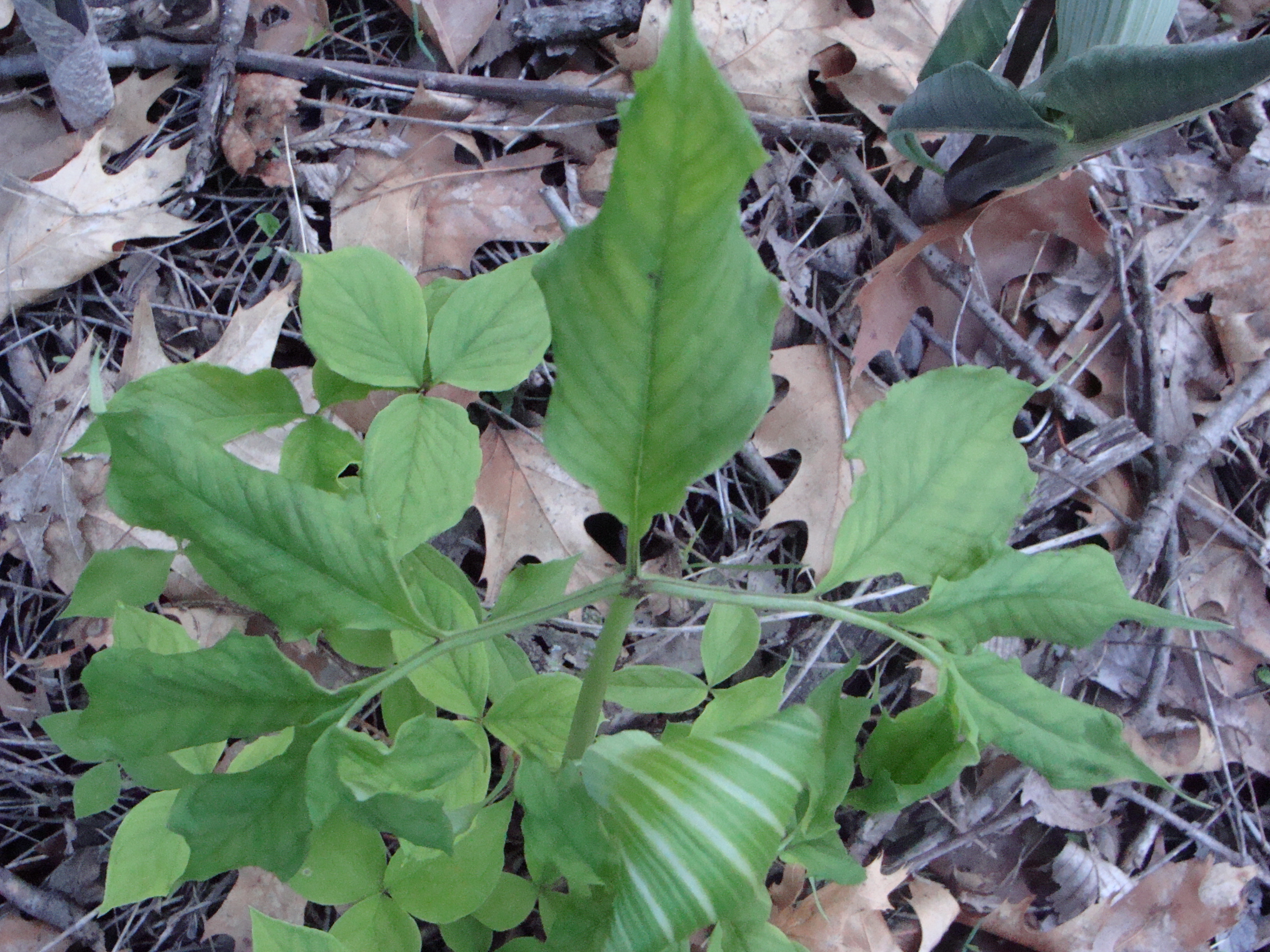 Arisaema tosaense2.2015.JPG