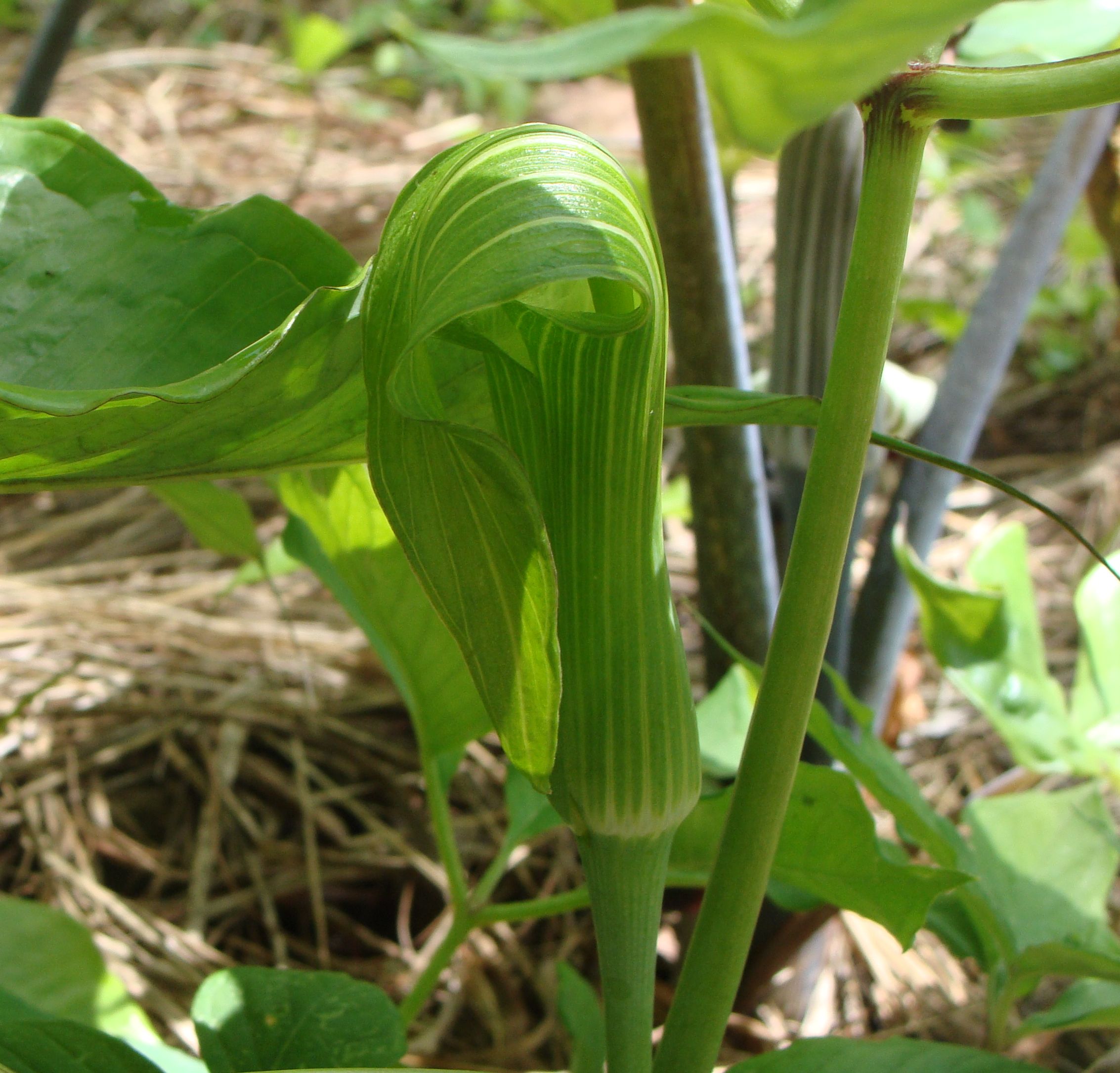 Arisaema tosaense.2016.JPG