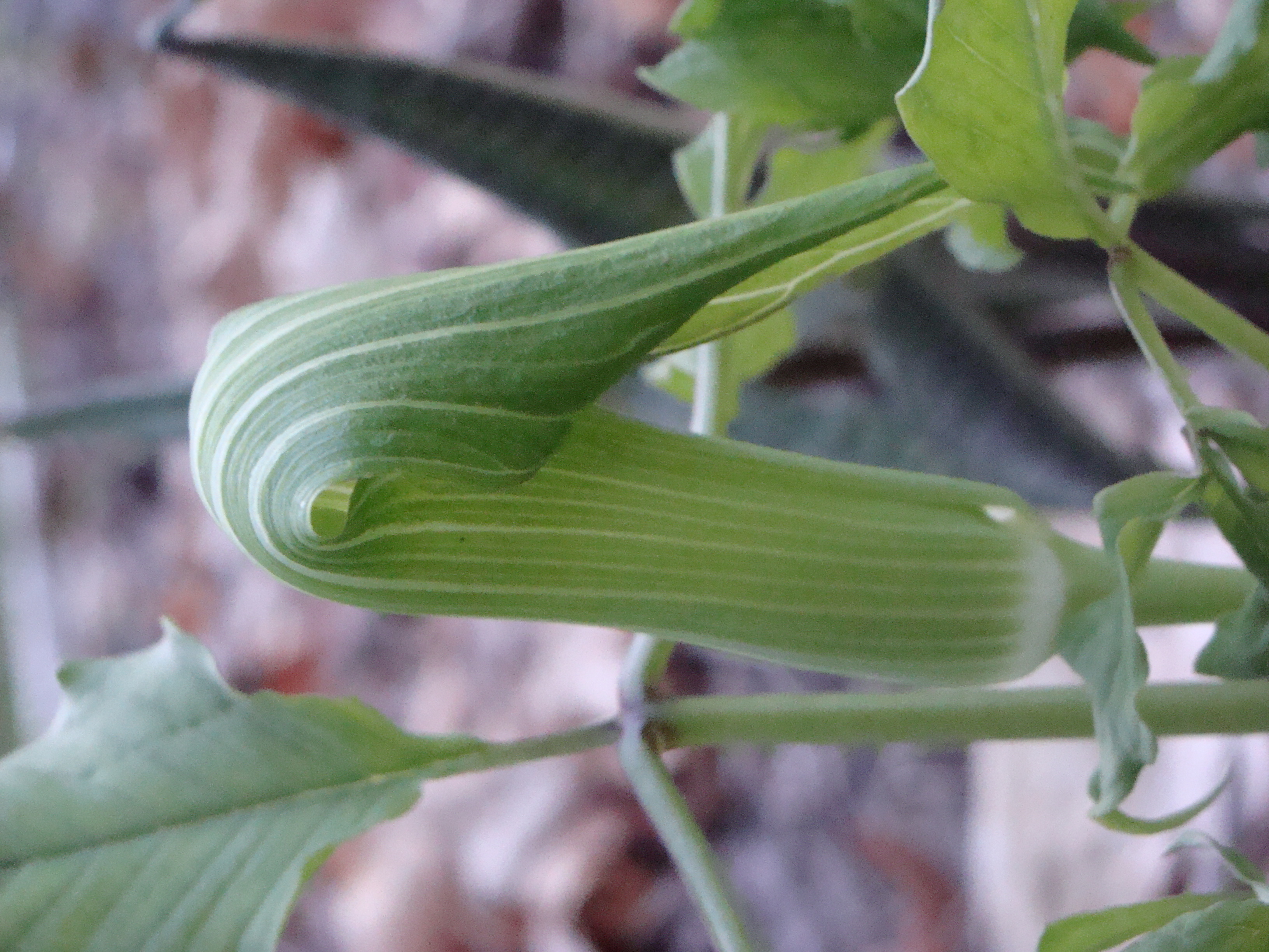 Arisaema tosaense.2015.JPG