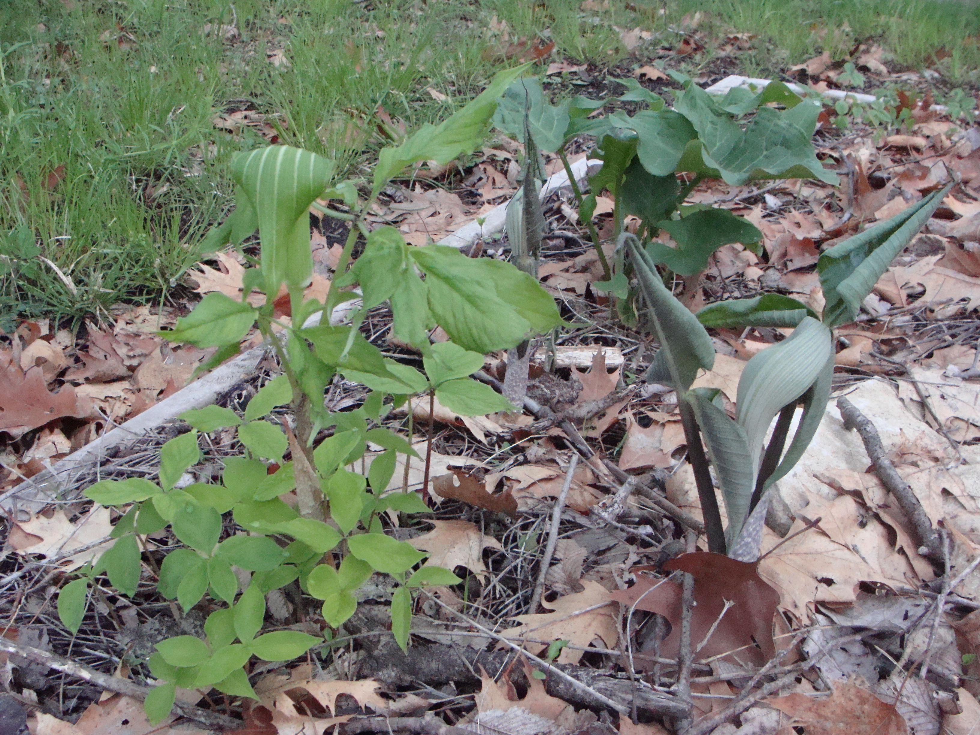 Arisaema tosaense3.2015.JPG