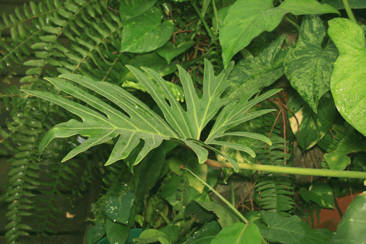 GIF image