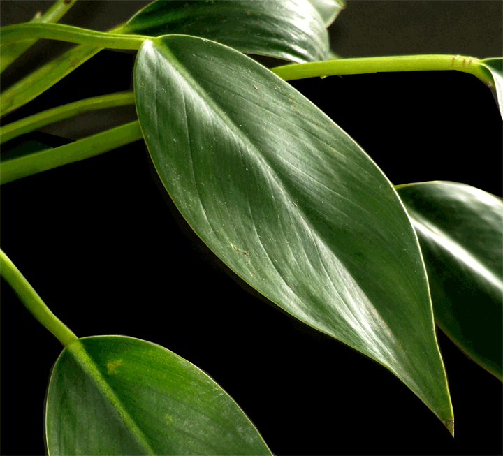 Re Does anyone know this Philodendron?