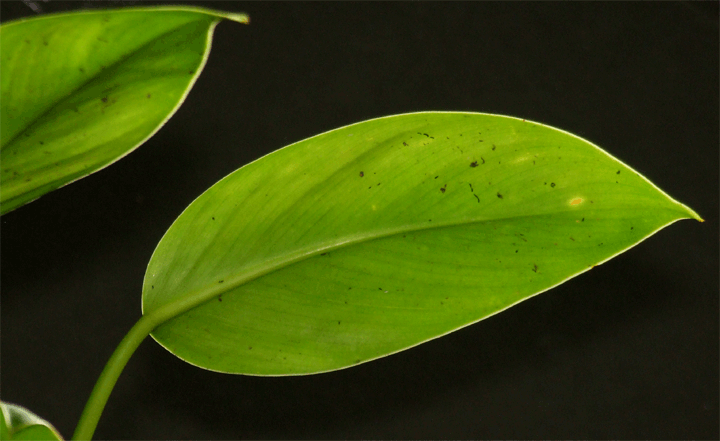 GIF image
