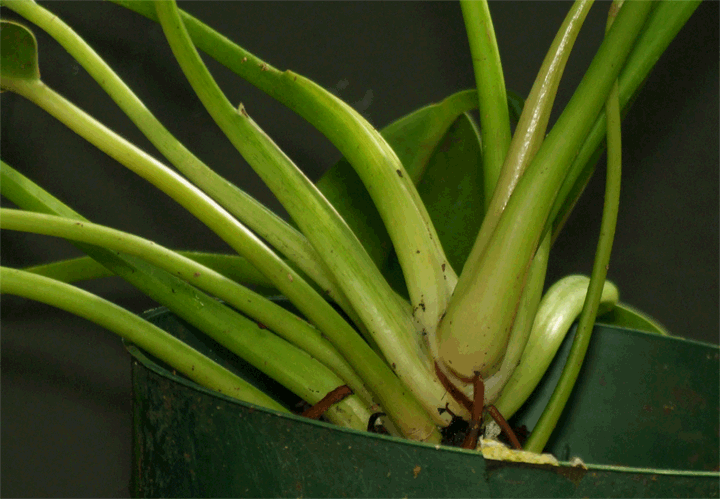 GIF image