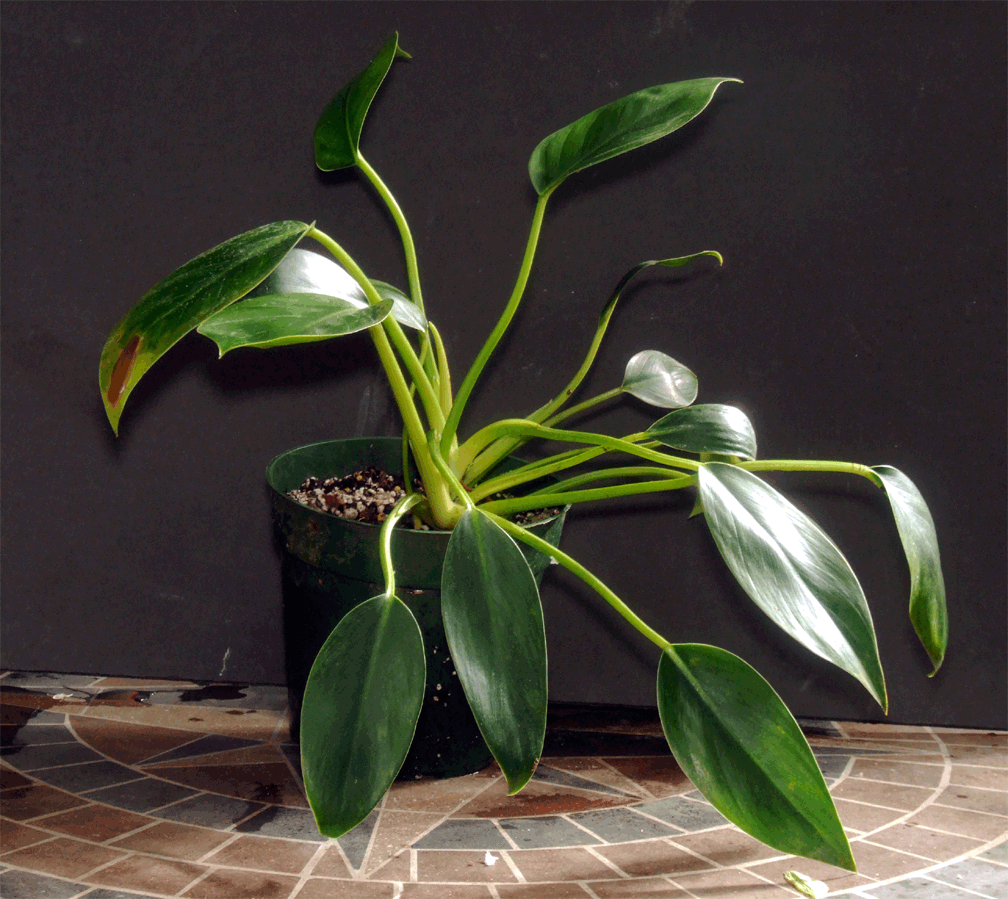 GIF image