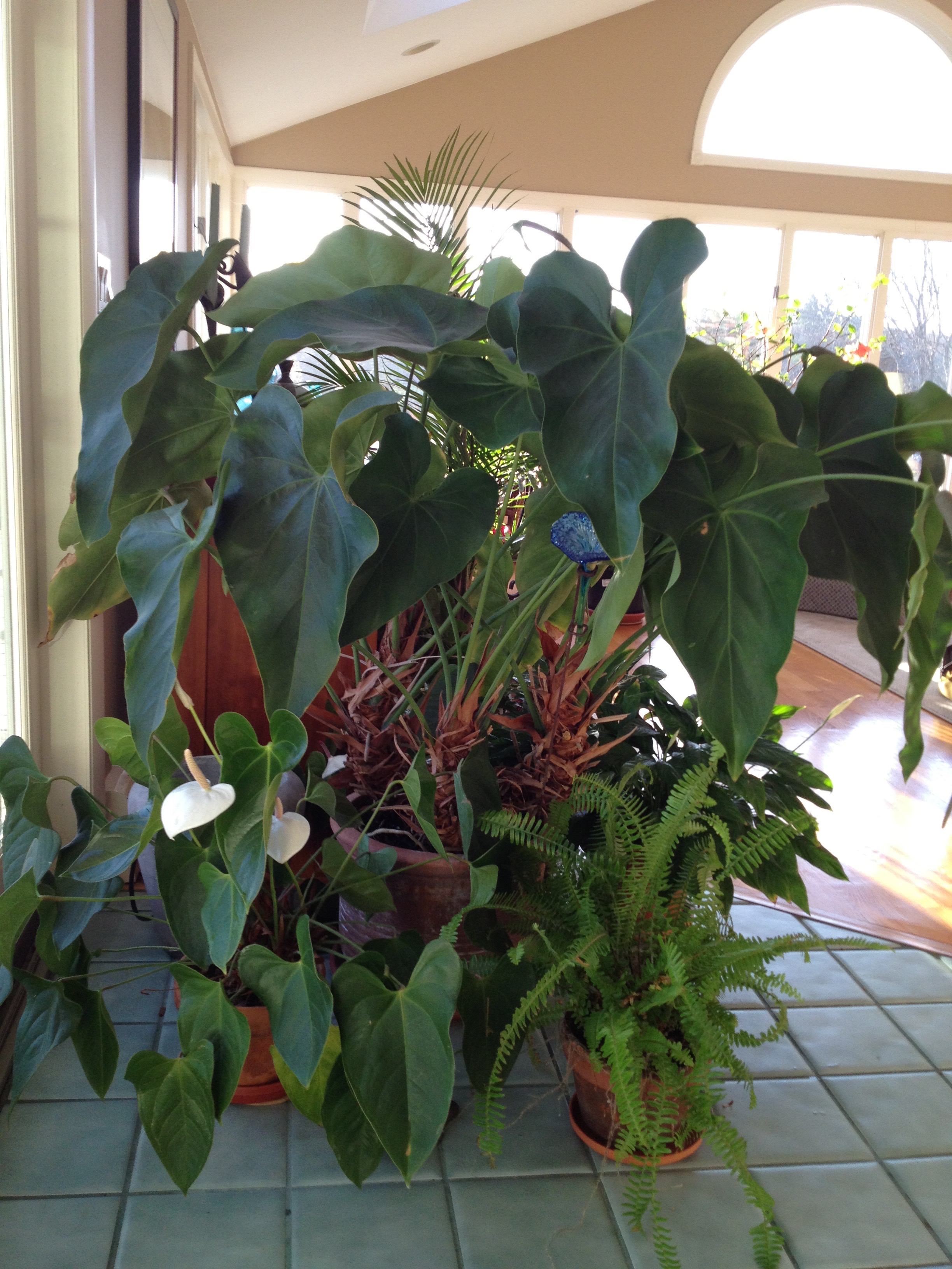 Re Help please, how to use fresh anthurium seed and get it to grow suc