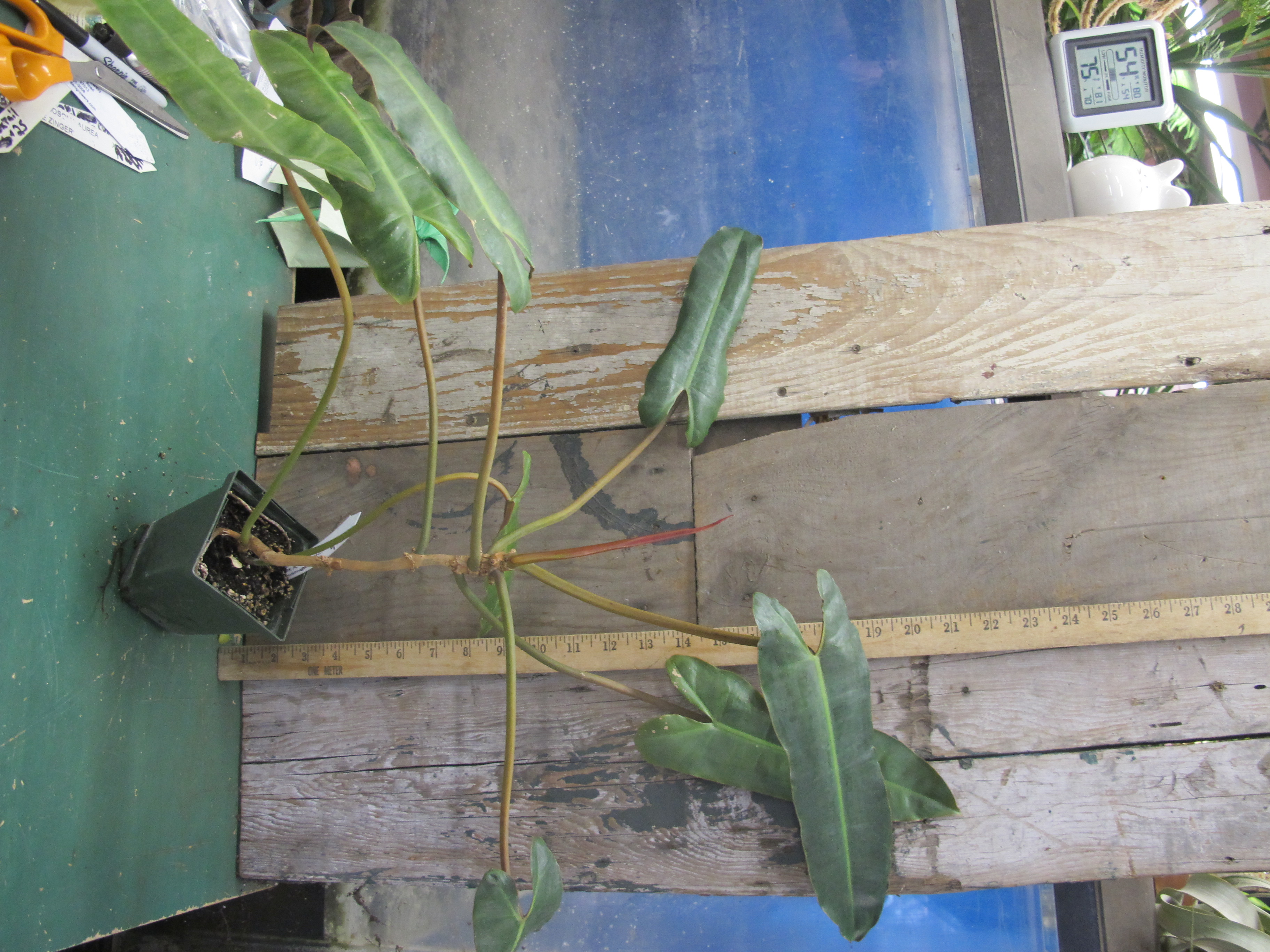 PhilodendronAtabapoenseN2nd5April2021.jpg
