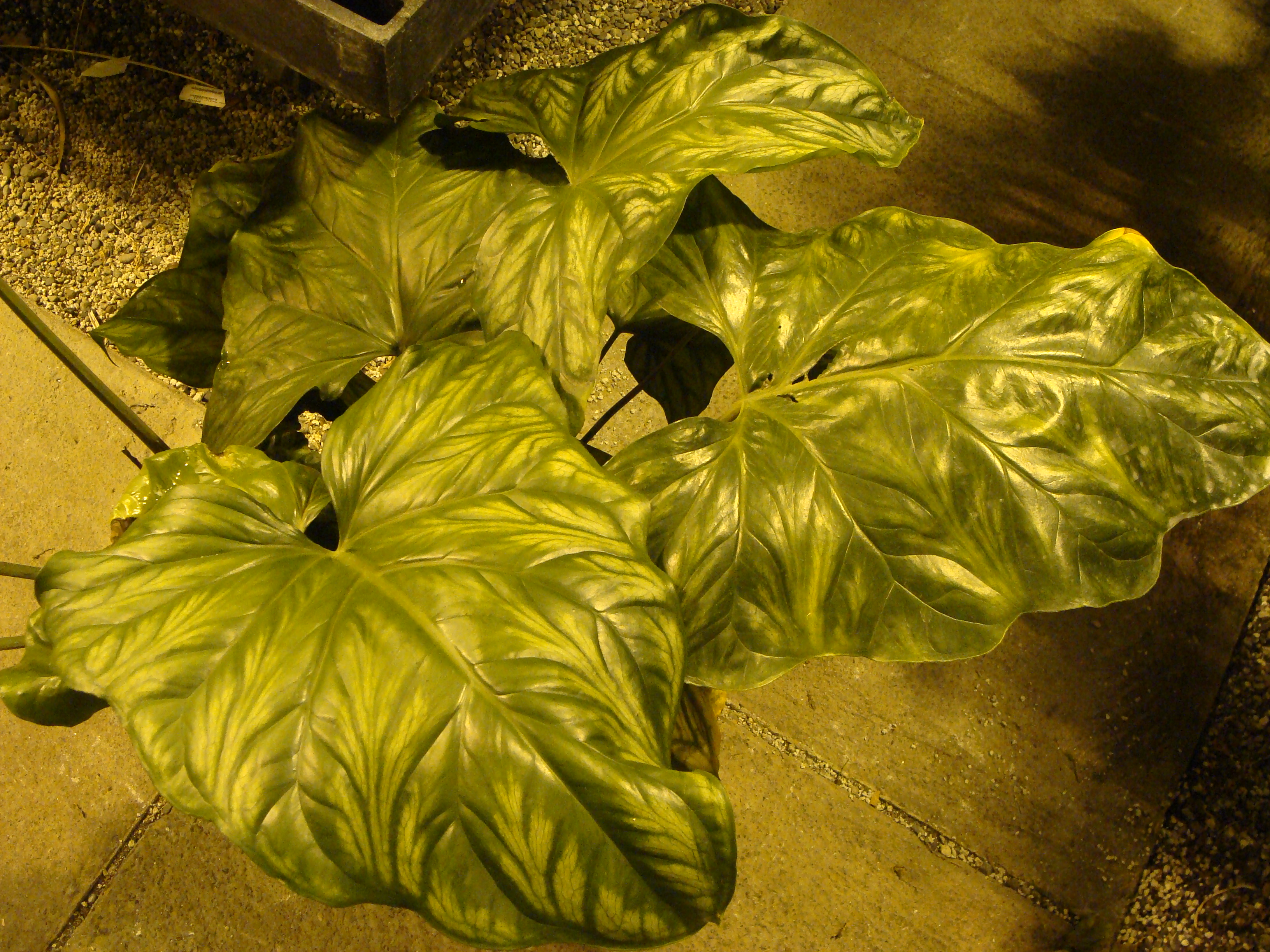 Cercestis mirabilis.JPG