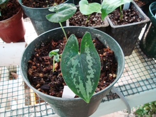 Hapaline coloniae.JPG