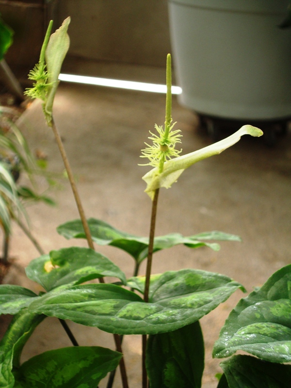 Ulearum donburnsi1.JPG