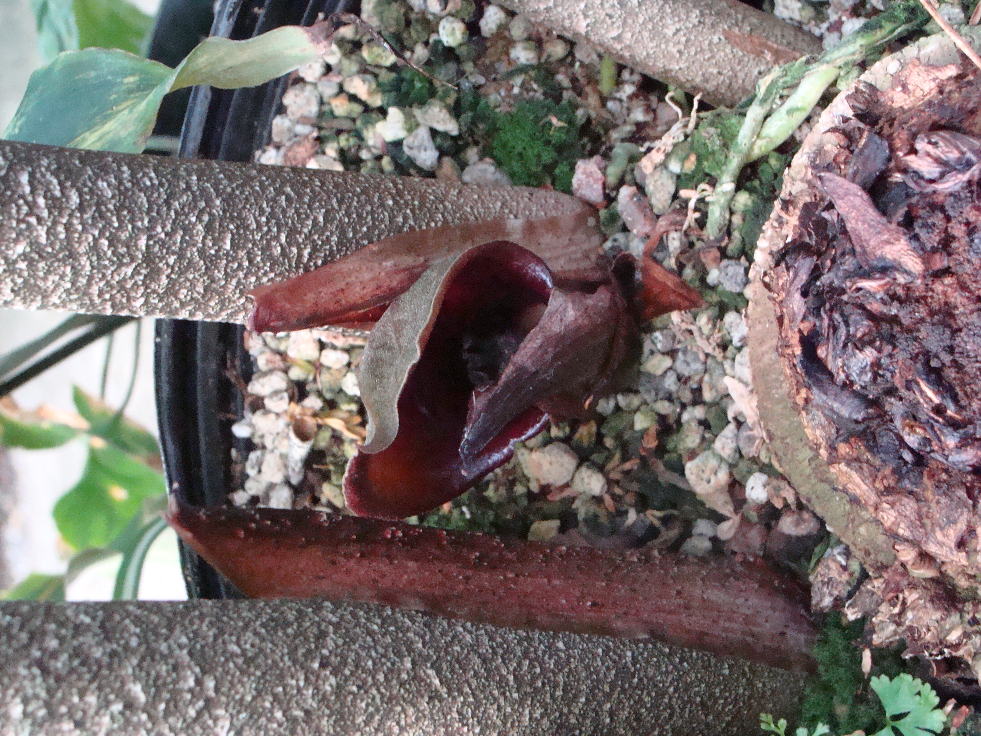 Dracontium polyphyllum bloom.JPG