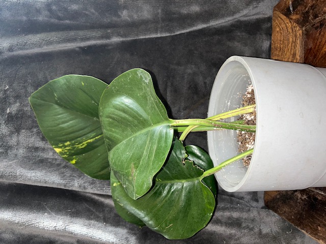 Epipremnum Aureum 6-20-23.jpg