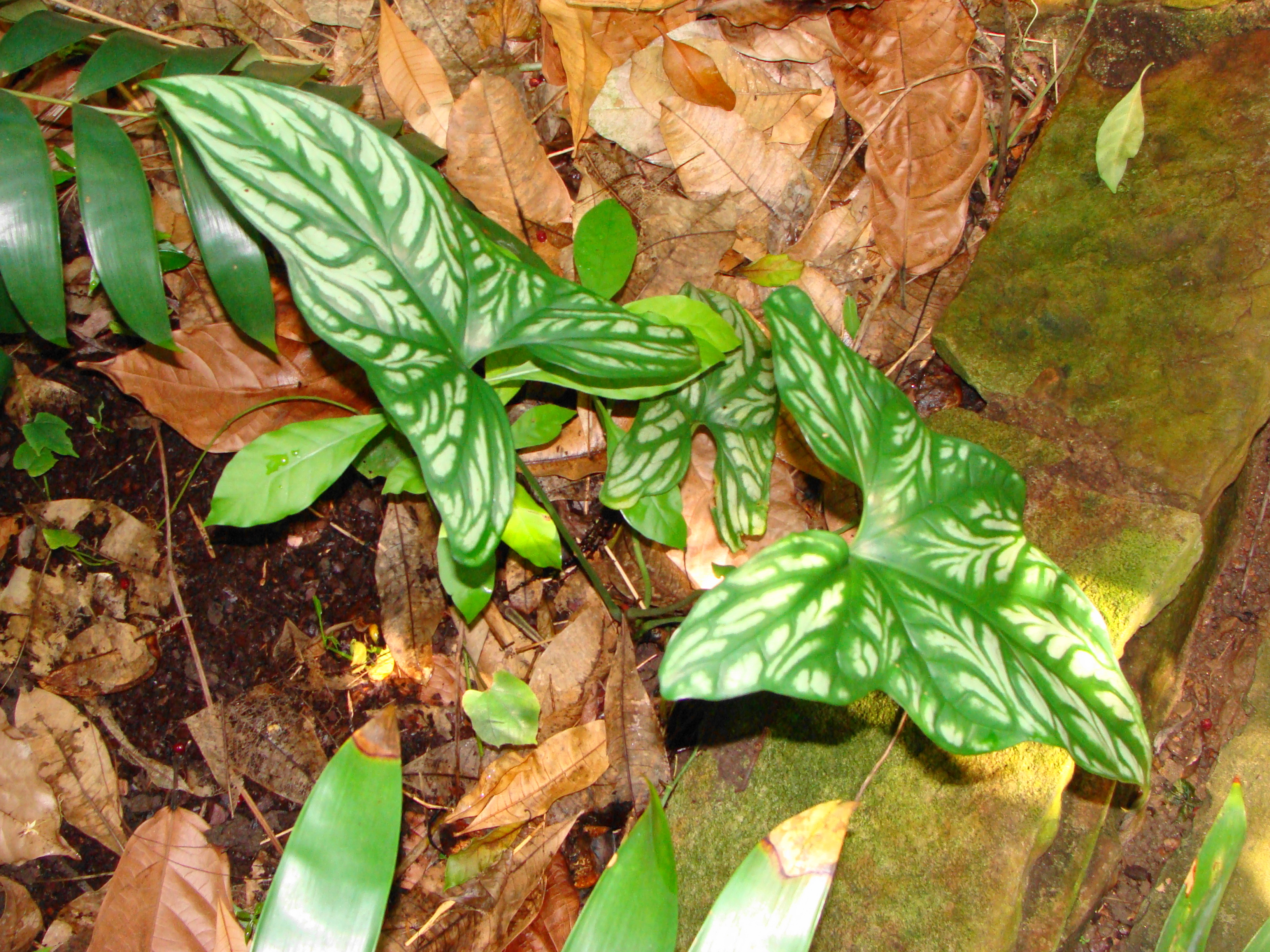 Cercestis mirabilis juvenile .JPG