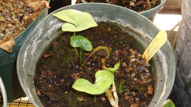 Nephthytis swanei.JPG