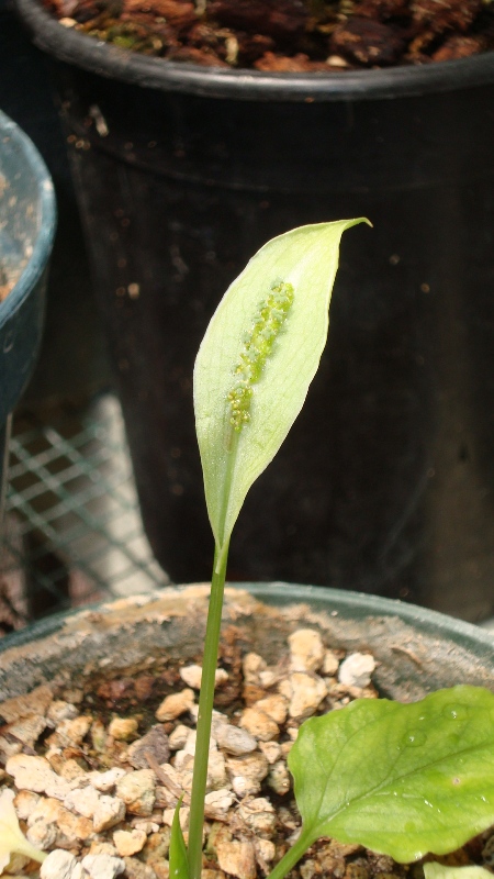 Spathocarpa sagittifolia detail.JPG