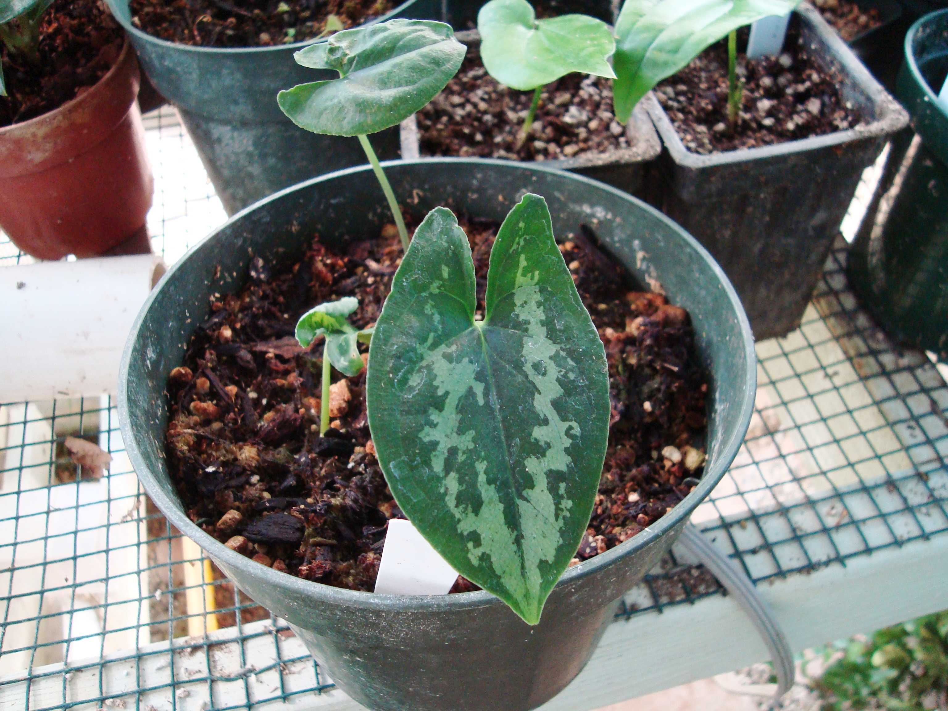 Hapaline coloniae.JPG