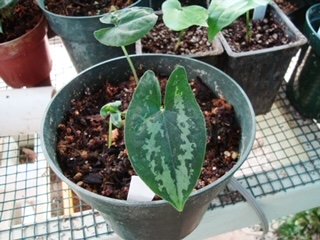 Hapaline coloniae.JPG