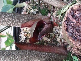 Dracontium polyphyllum bloom.JPG