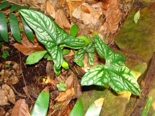 Cercestis mirabilis juvenile .JPG