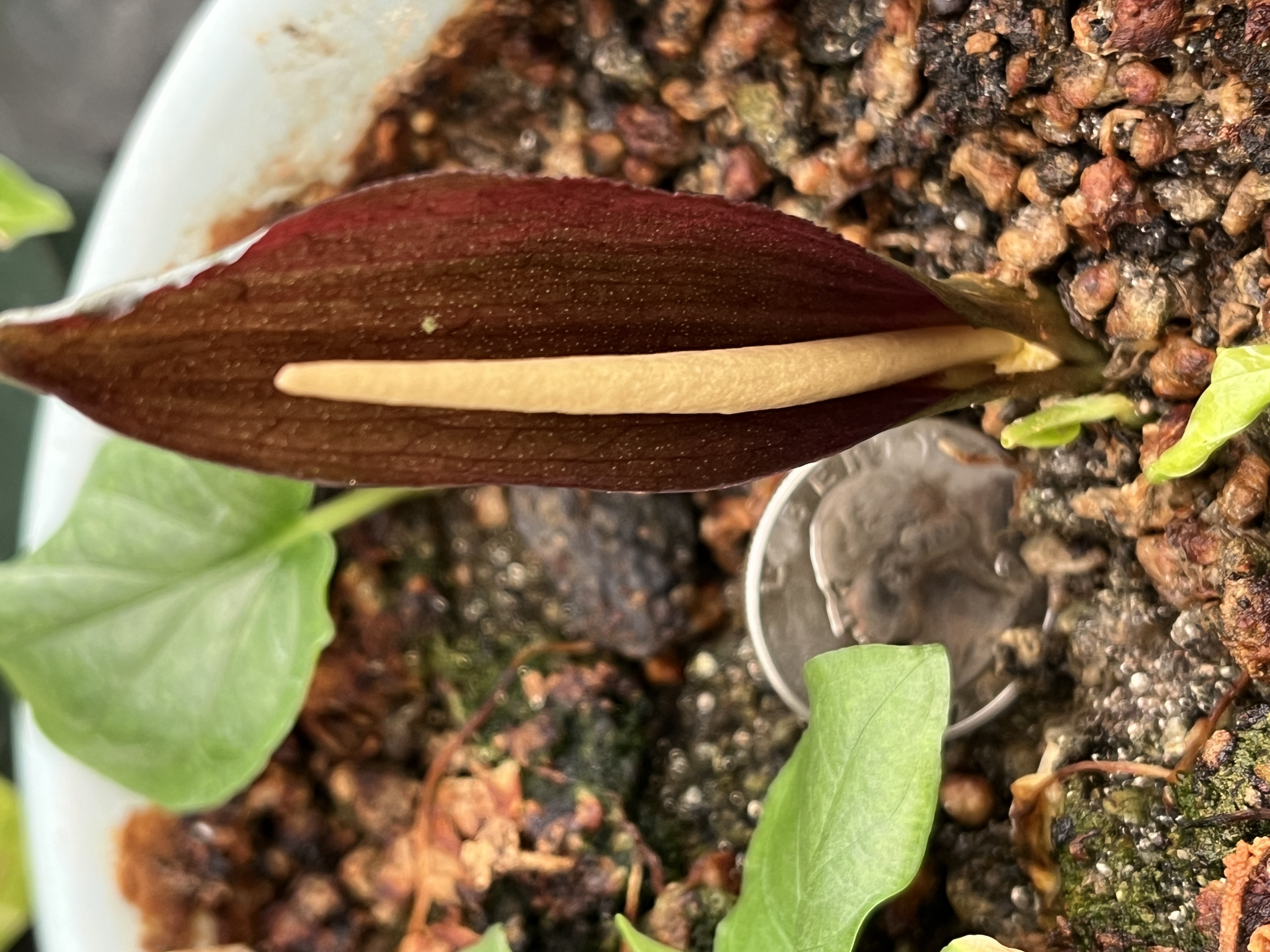 Typhonium rhizomatum.JPG