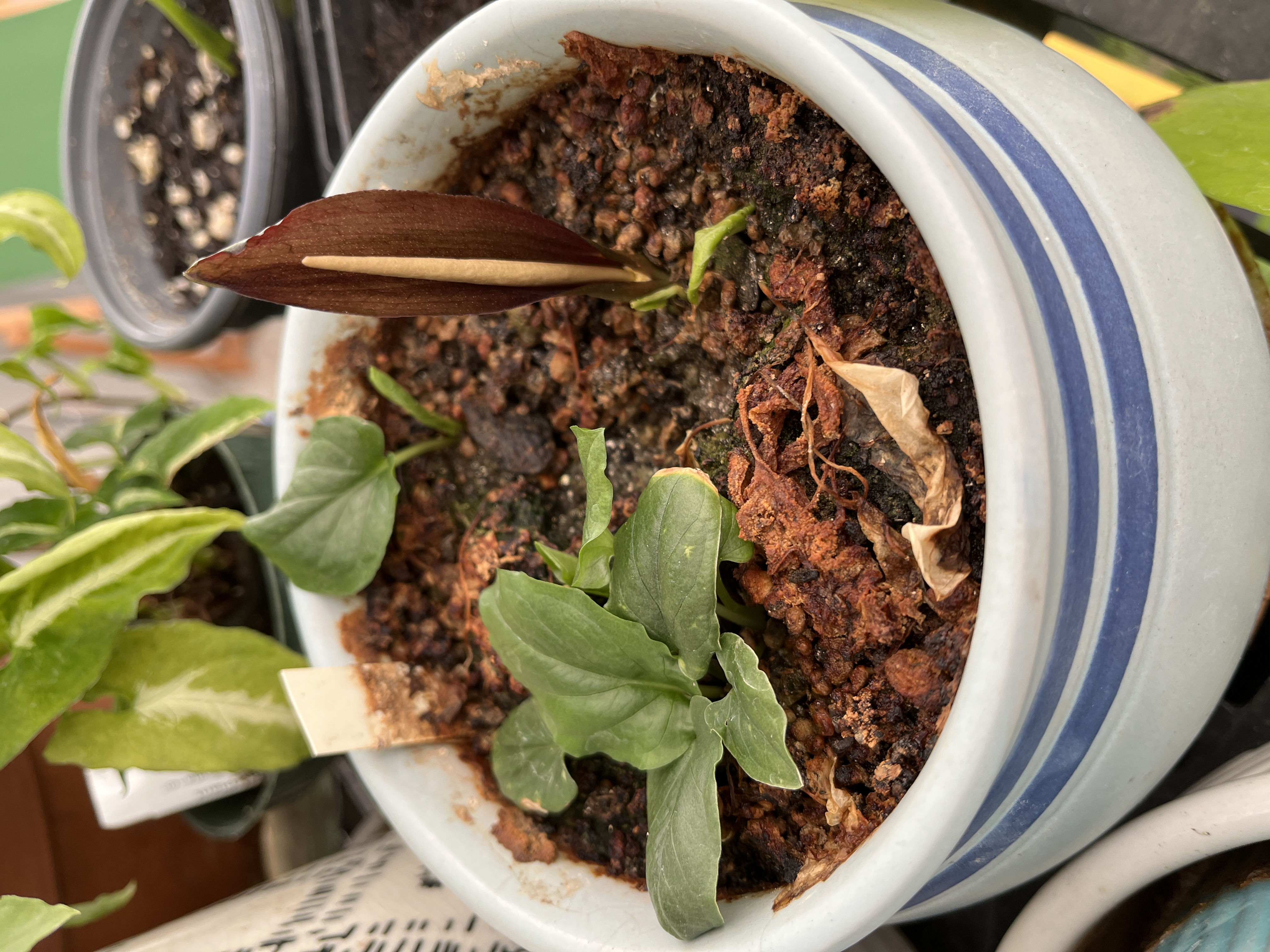 Typhonium rhizomatum II.jpg