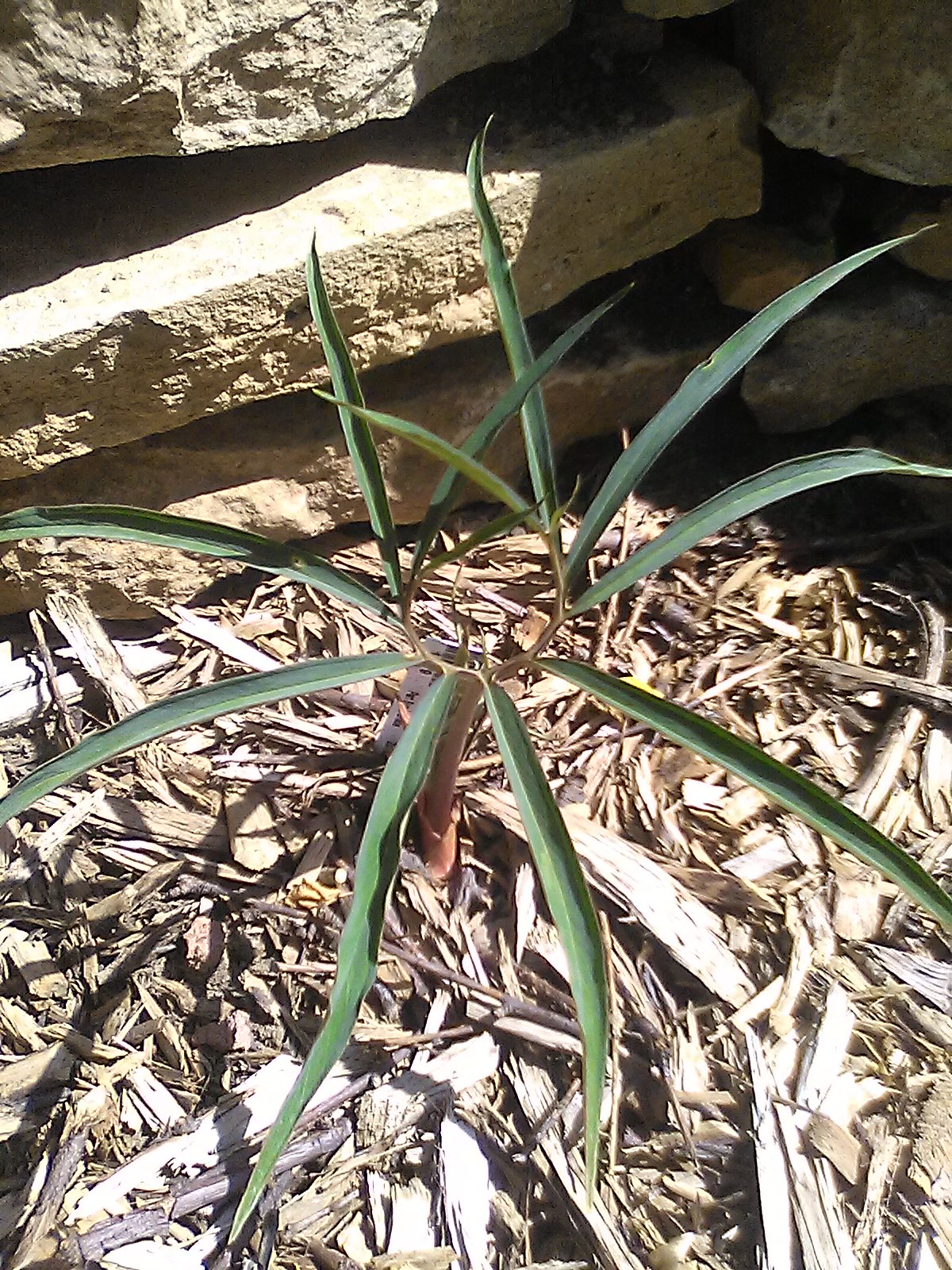 Sauromatum horsfieldi north China.jpg