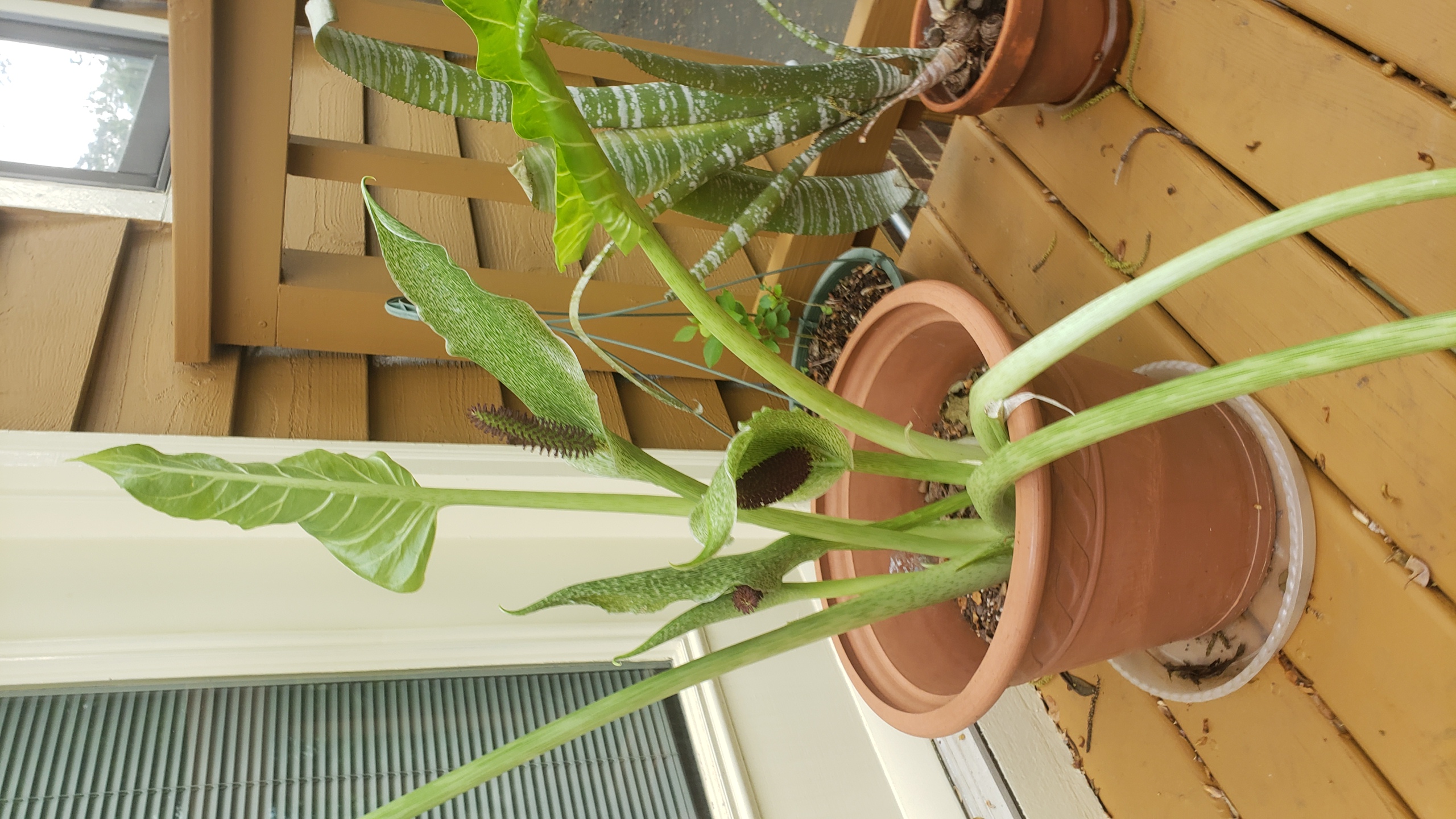 Synandrospadix
vermitoxicus