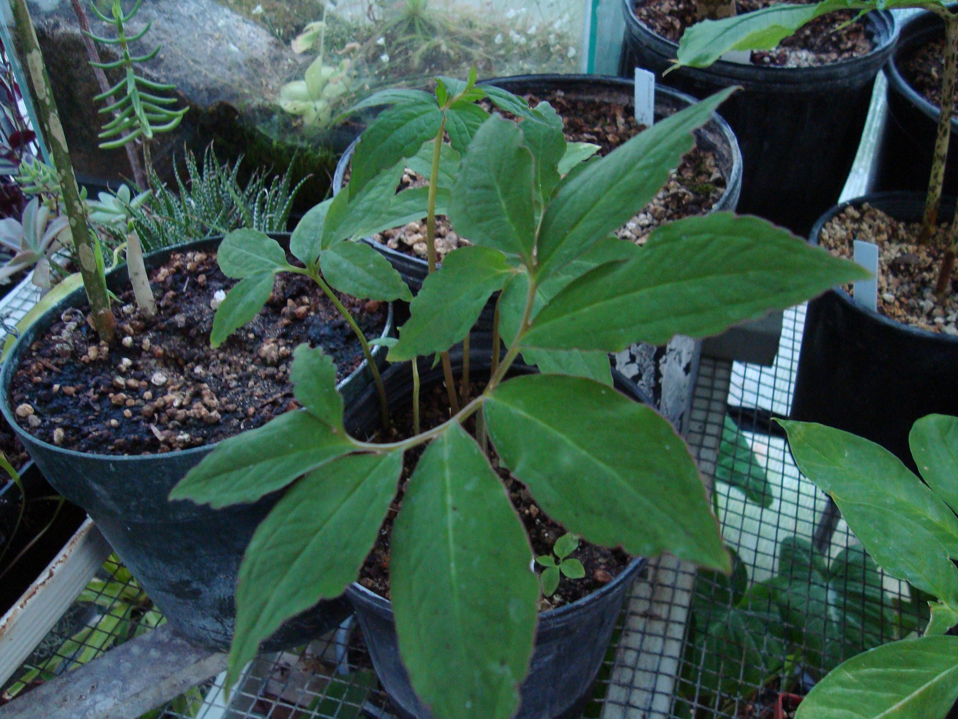Sauromatum horsfieldi foliage.JPG