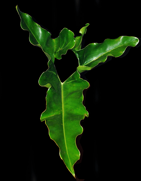 GIF image