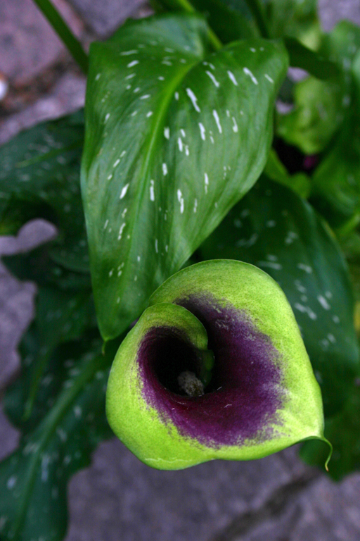 calla_lily_id_1.jpg calla_lily_id_1.jpg