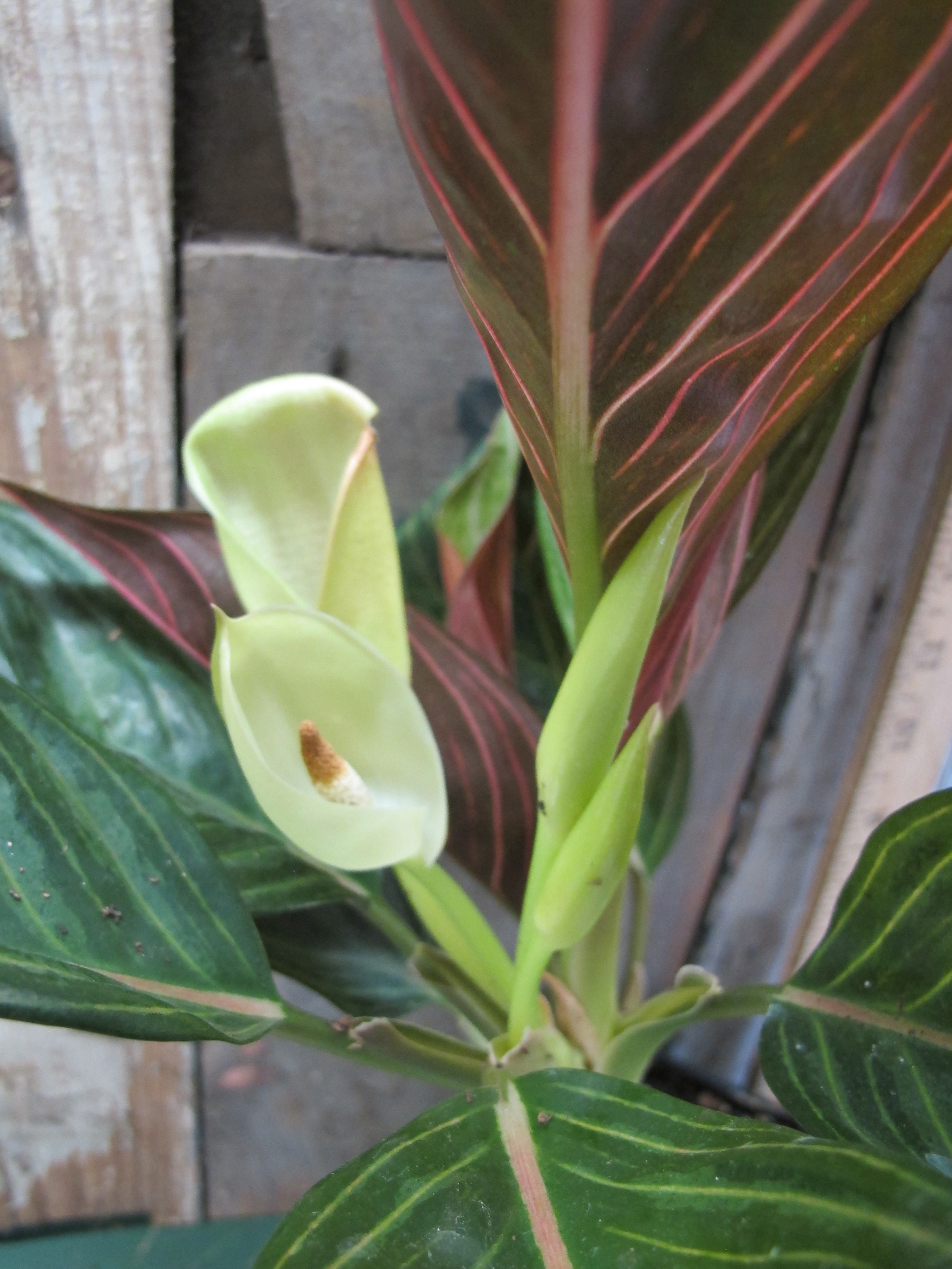 AglaonemaChocolateFlower.jpg