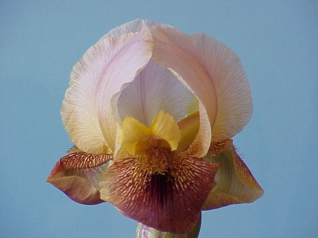 JPEG image