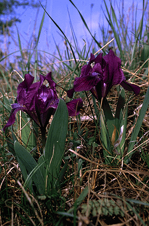 GIF image