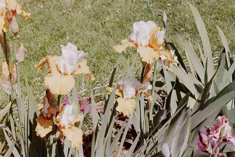 JPEG image