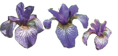 JPEG image