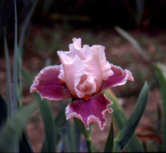 JPEG image
