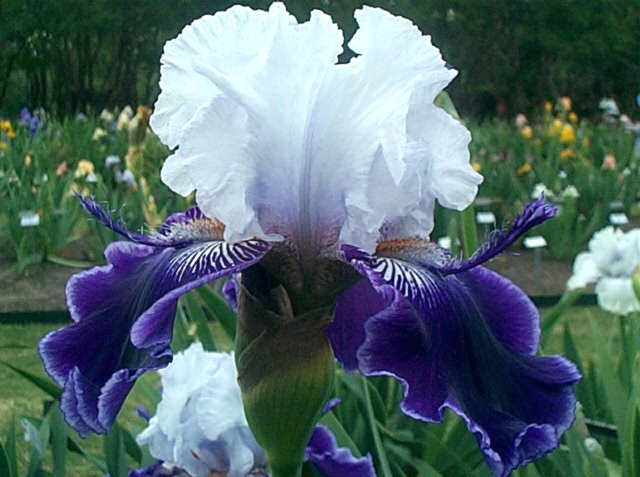 JPEG image