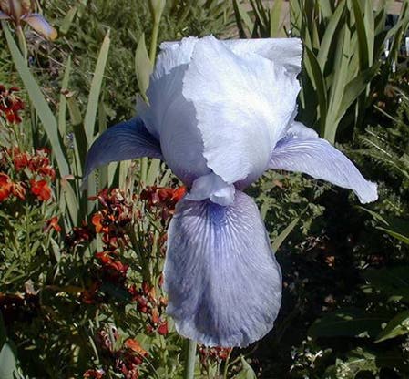 JPEG image