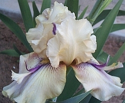 JPEG image