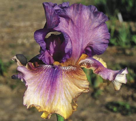 JPEG image