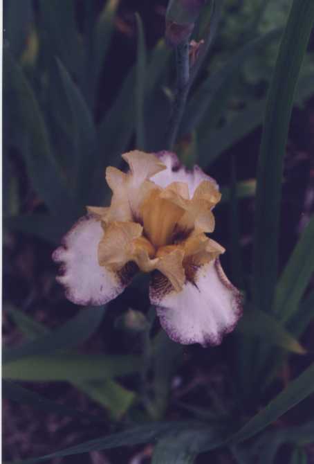 JPEG image