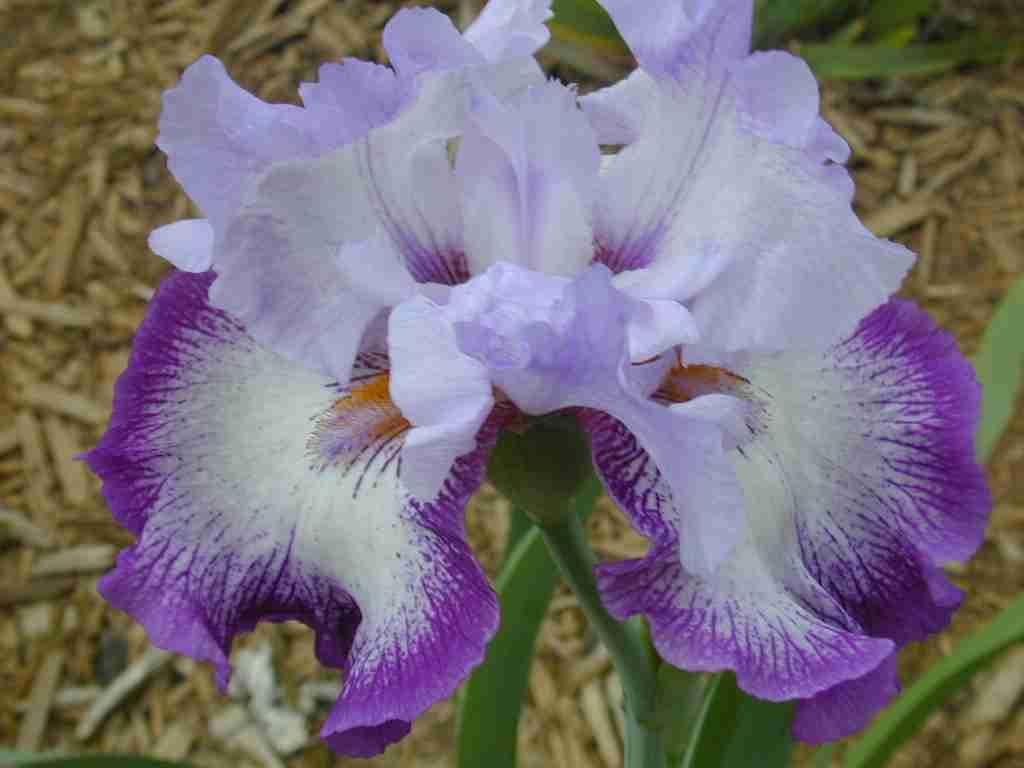 JPEG image