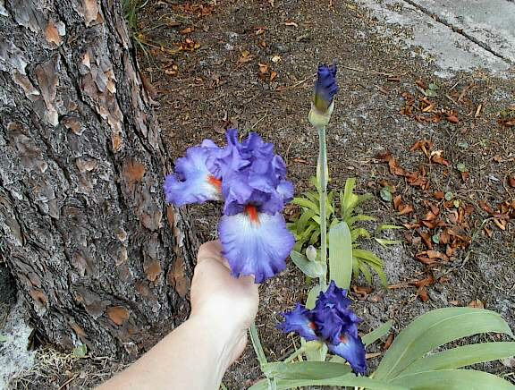 JPEG image