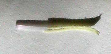 JPEG image