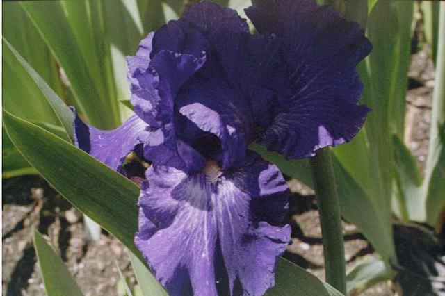 JPEG image