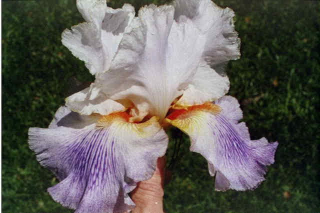 JPEG image