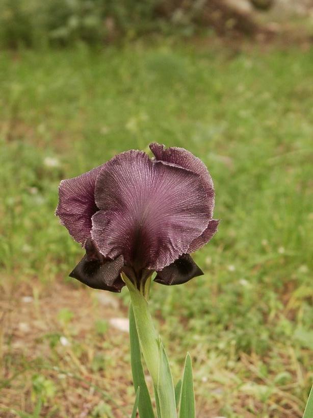 JPEG image